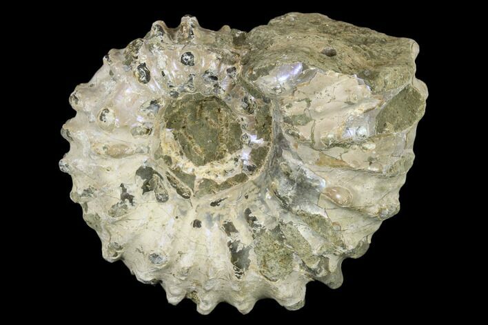 Bumpy Ammonite (Douvilleiceras) Fossil - Madagascar #115596
